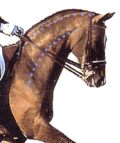 Horse correct neck