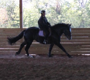 draft horse cantering