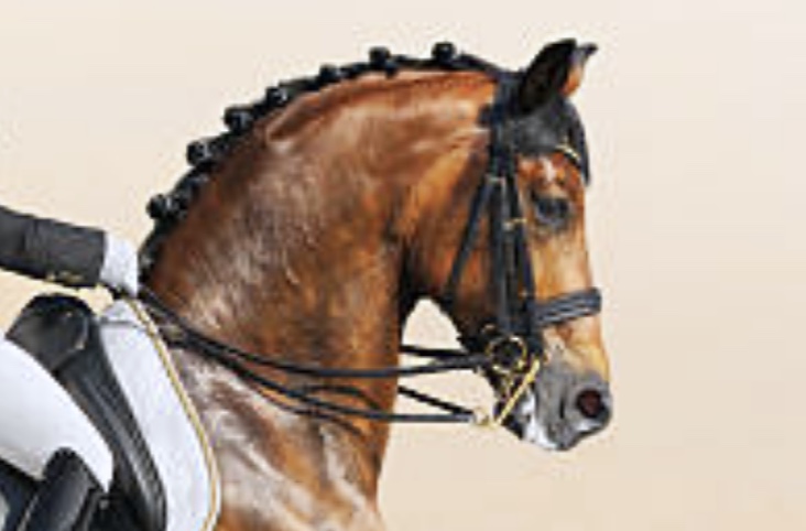 which-horse-reaching-into-rein-connection-dressage-frame