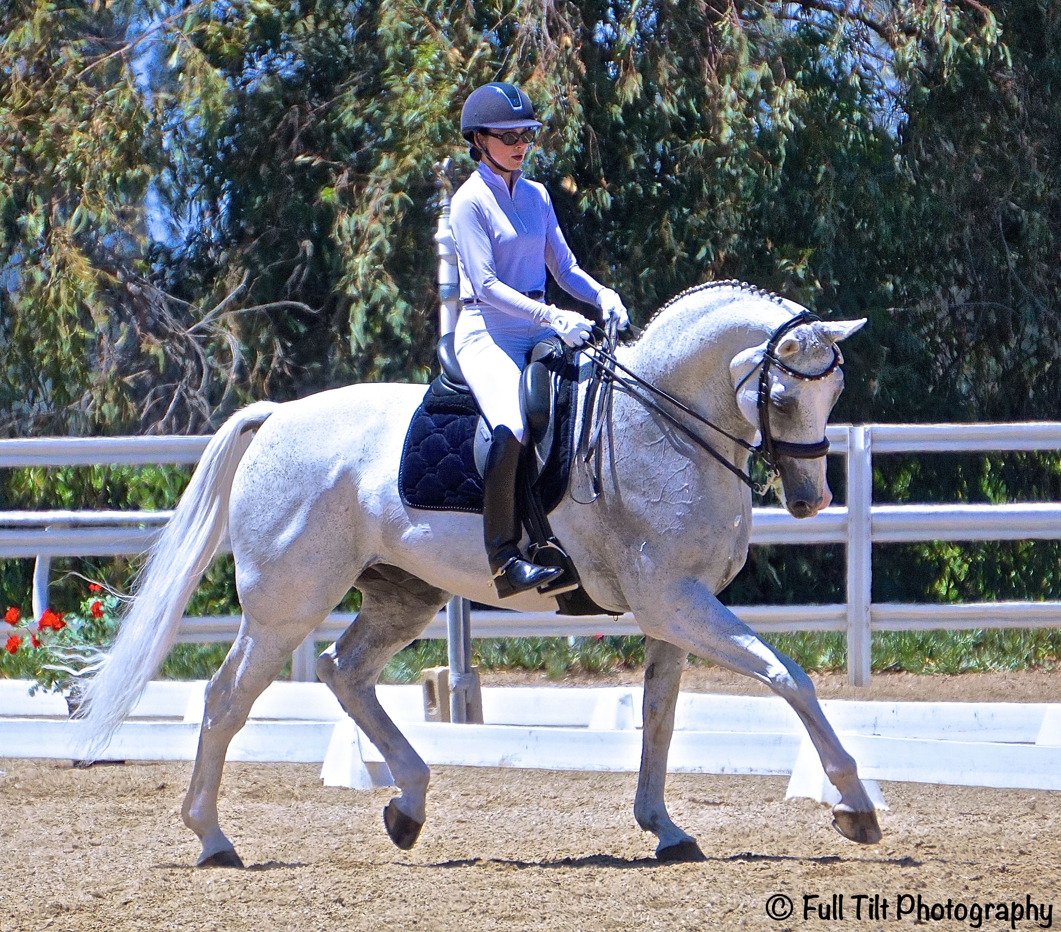 Dressage trot