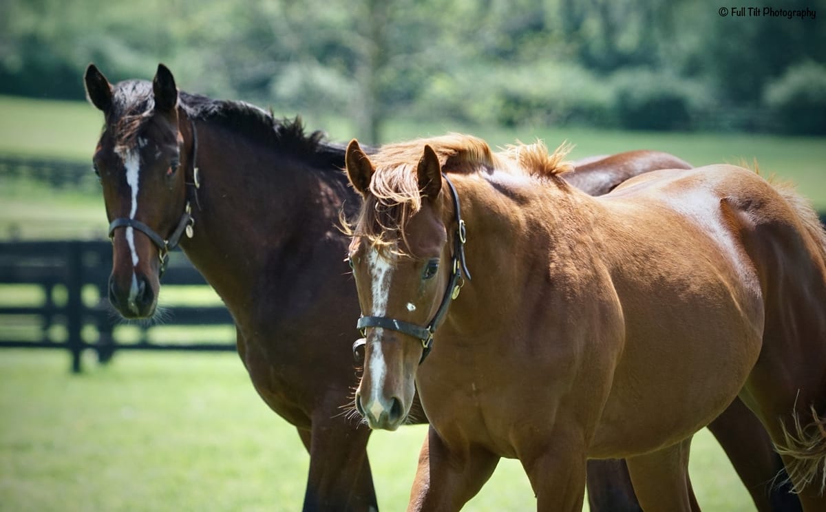 Monitor Your Horse's Stress Levels, For Best Results in Training