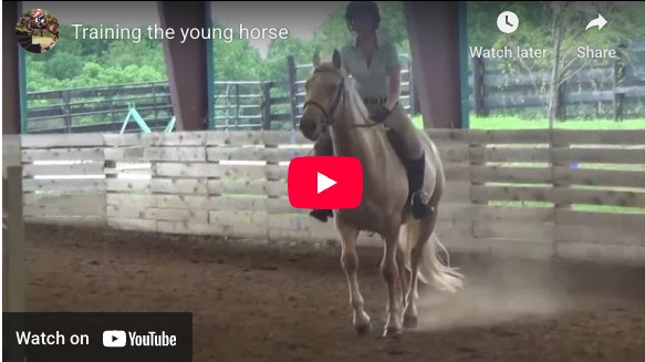 Video # 74: This is Jen on her young horse!
