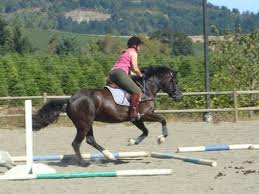 Learn How to Judge the Length of Your Canter Stride When Jumping