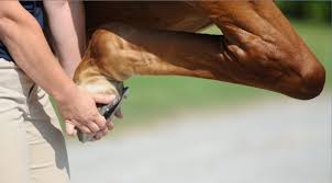 The Pre Purchase Exam