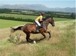 Strength Training for the Equine Athlete