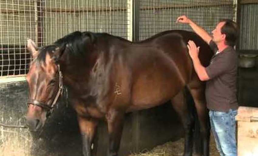 Signs That Your Performance Horse Might Be Sore