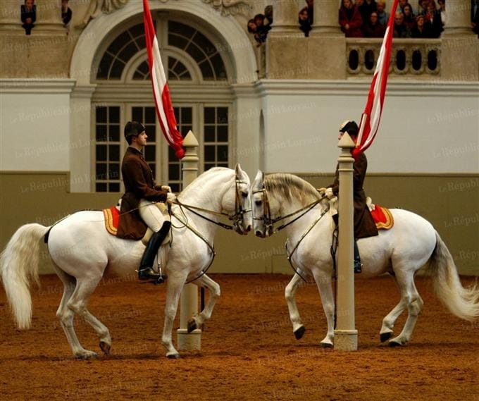 A Spanish Riding School Exercise to Increase the Collection in Your Horse's Canter