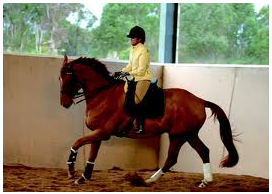 An Exercise to Improve Throughness Over the Horse's Back
