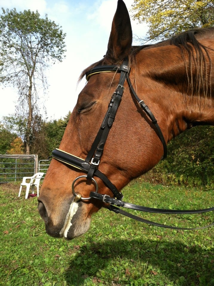 Does Your Horse Show This Positive Sign After a Flatwork Session?