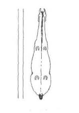 Straightness Defined