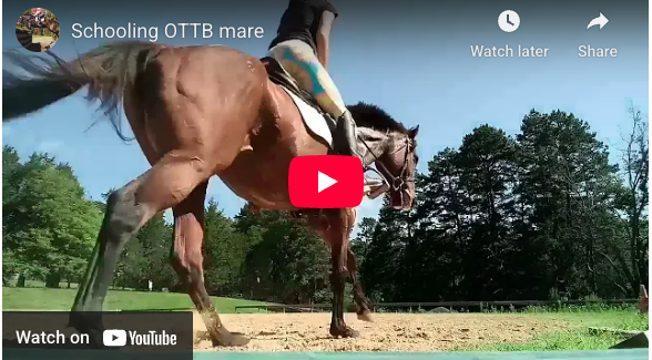 Video # 314, and Question # 337:  Lauren has a question (with video) about her new OTTB mare.