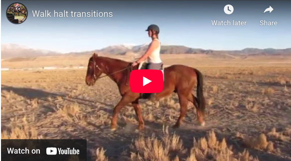 Video # 309 and Question # 325: Kayla is finding it difficult to keep her horse on the aids in walk to halt transitions.