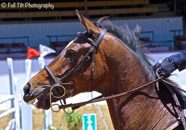 Tips For Managing the Hot/Anxious Type of Horse