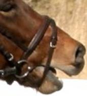 Resistance in the Bridle