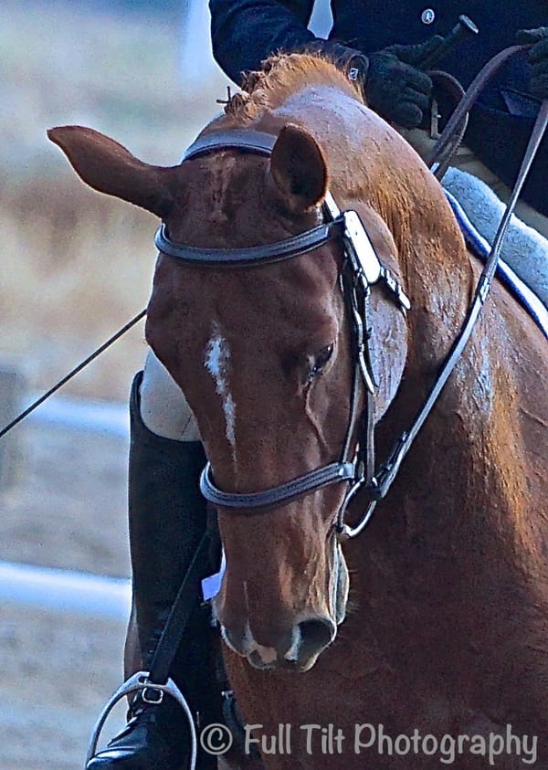 Horses That Wag Their Head From Side to Side