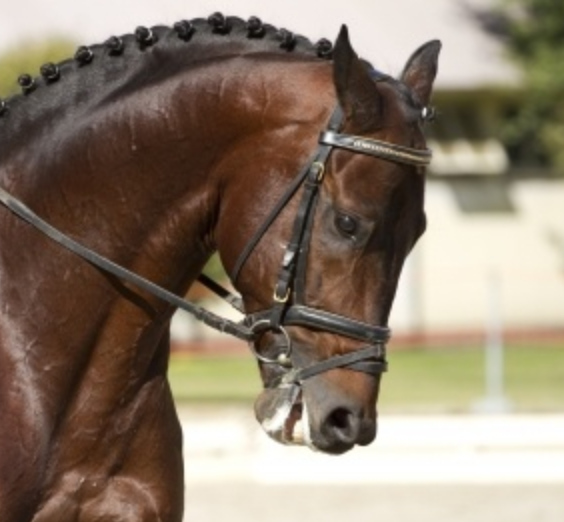 A Simple, But Often Overlooked Exercise to Help Relax a Tense Horse