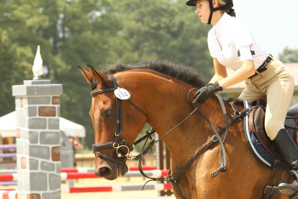 The Horse/Rider Relationship - Respect Vs Trust