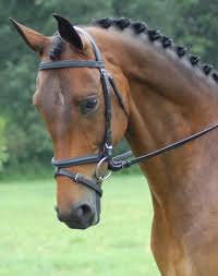 An Exercise to Test Your Horse's Straightness, Evenness in the Bridle, and Suppleness in the Poll