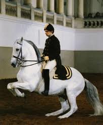 Pushing Power VS Carrying Power in the Horse's Hind Legs