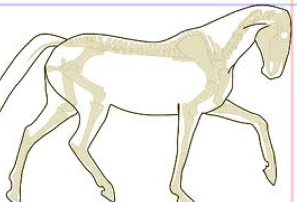 The Horse That Wants to Shorten Its Neck