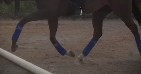 Advanced Trot Pole Exercise # 2