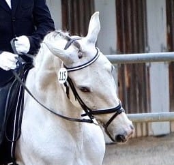 Horses that Tilt Their Head in Dressage