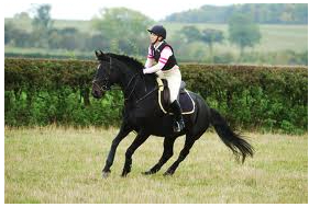 Is Your Horse Easily Distracted?