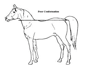 Dressage With the Croup High Horse