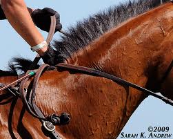 The Pulley Rein (Current Freebie!)