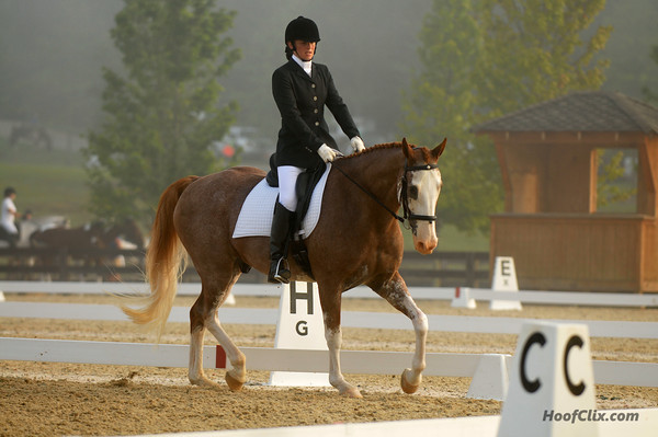 dressage trot