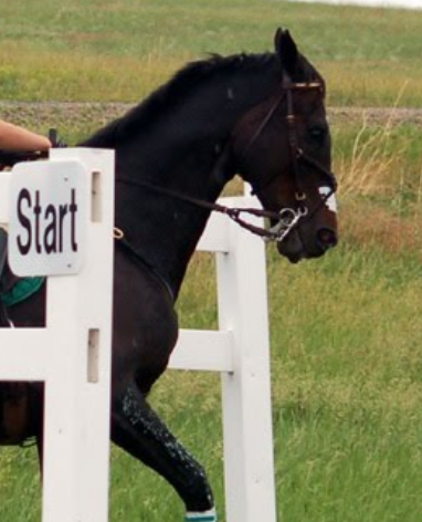 Cross country start box