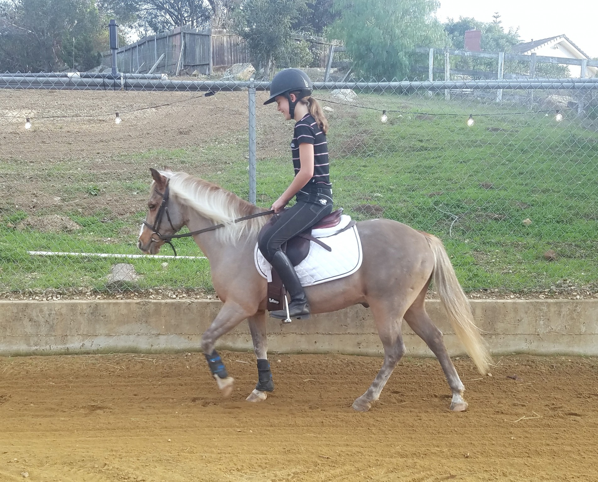 Horse walking