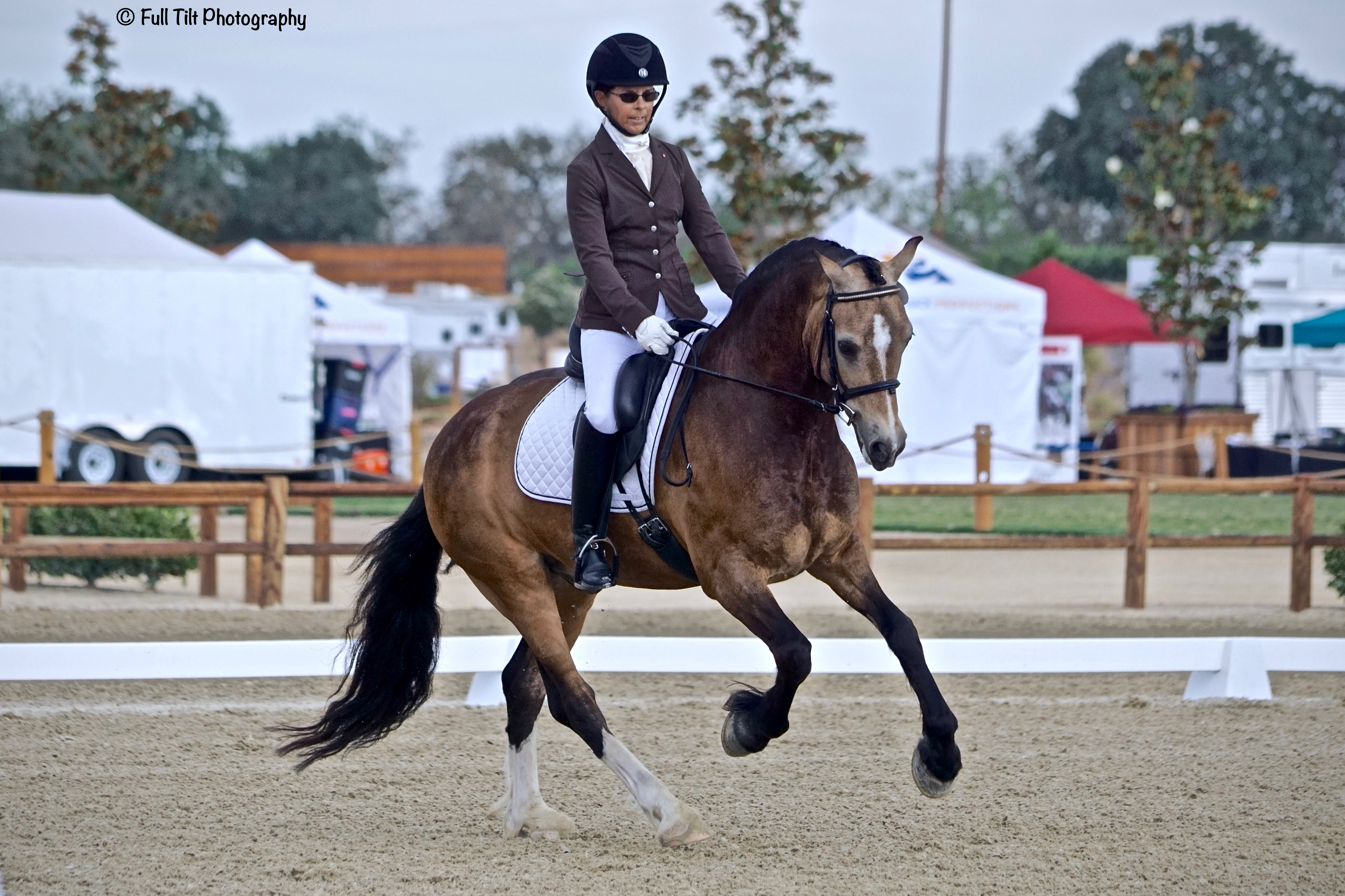 Dressage horse in canter | Eventing