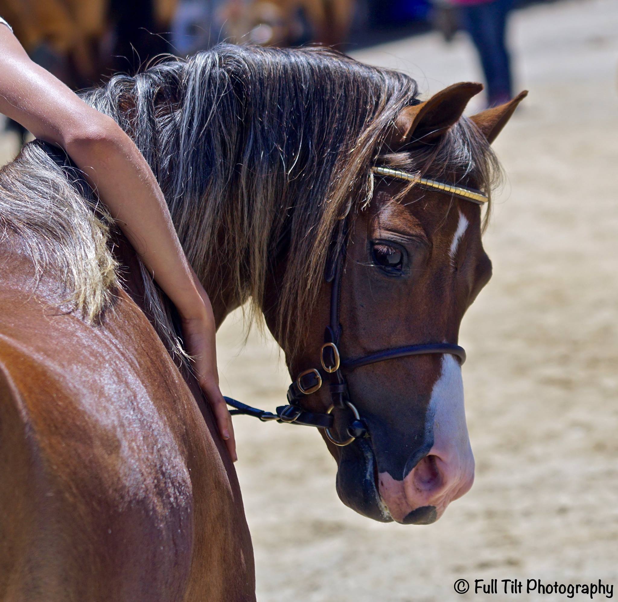 Cute pony | Eventing