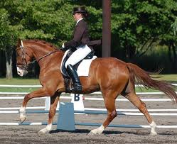 dressage canter