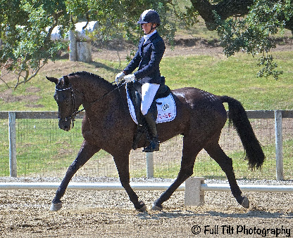 Dressage trot