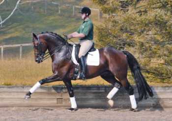 extended trot