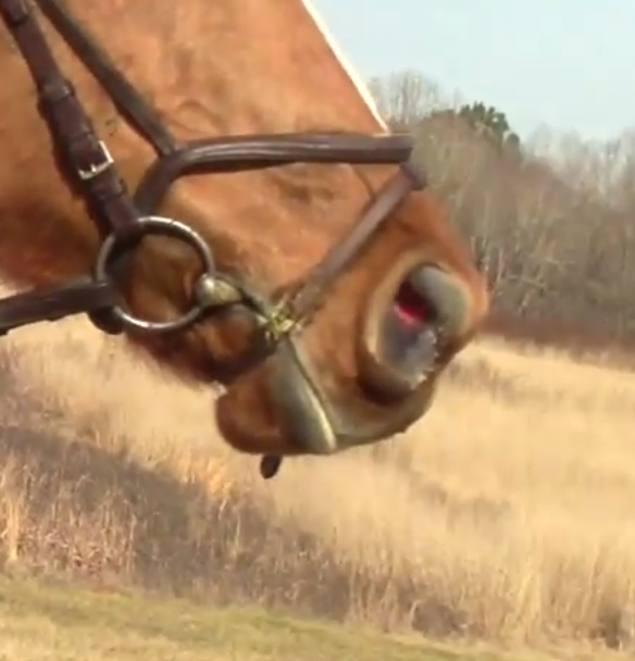 Flash noseband too low