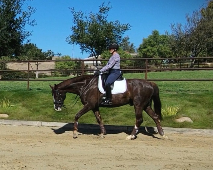 make-good-use-free-walk-dressage-training