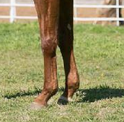 horse front legs