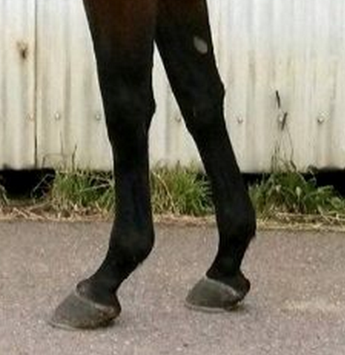 horse front legs