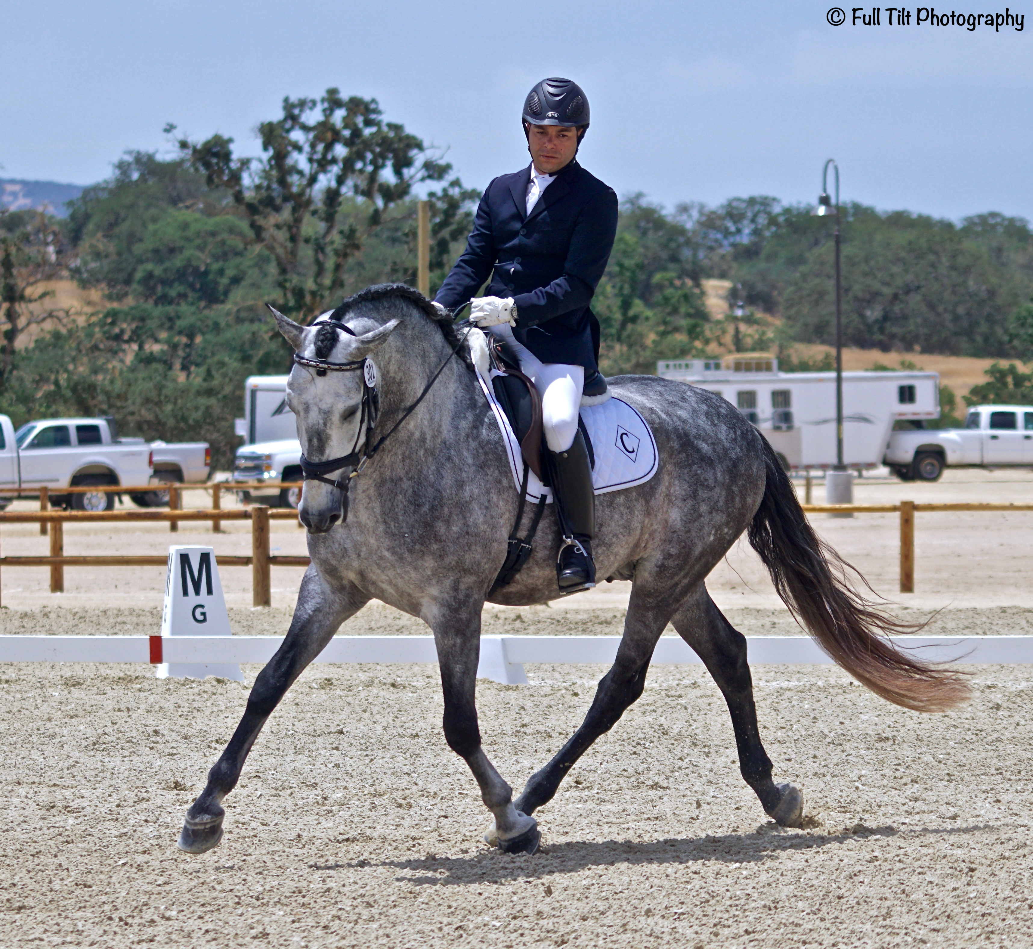 Gray horse trot bending