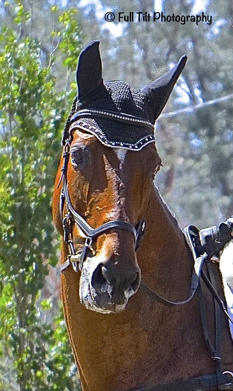 horse head shot