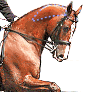 Horse incorrect neck