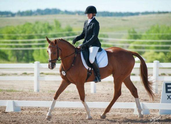 dressage trot