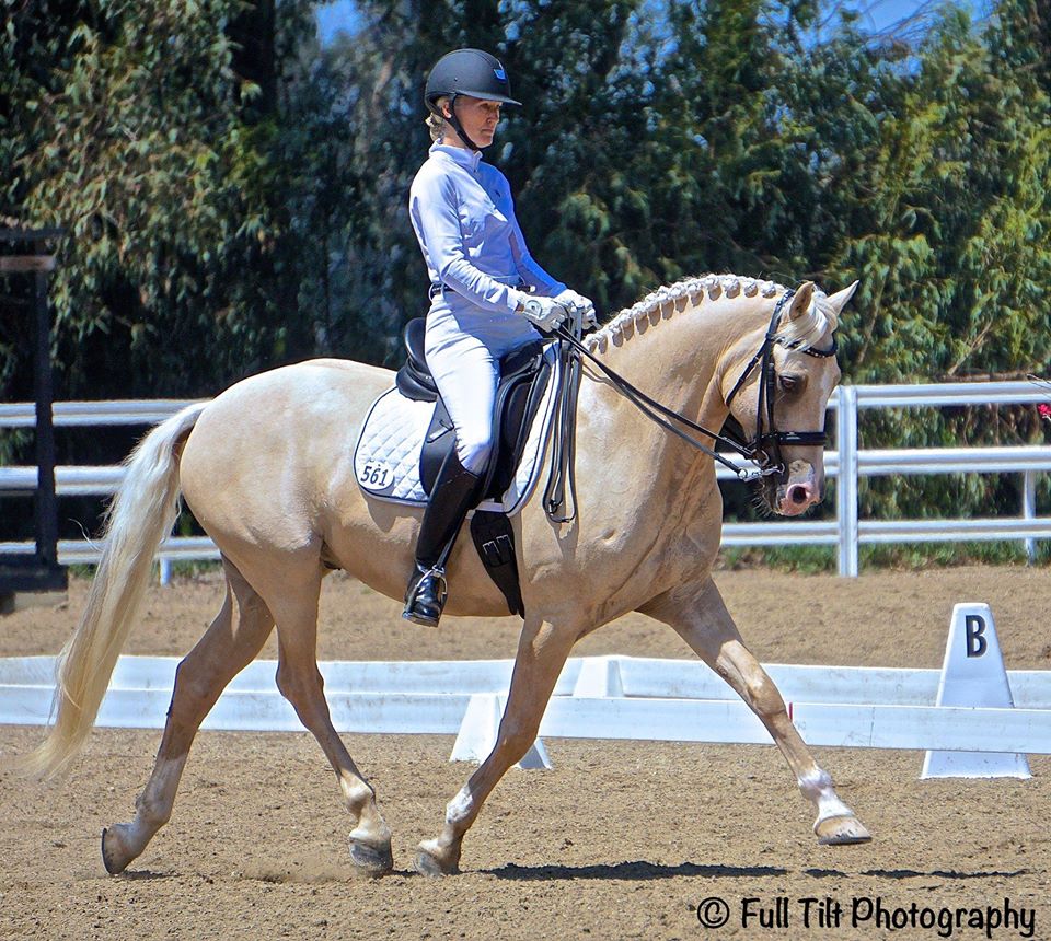 palomino trot lengthening 