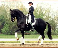 perfect dressage position