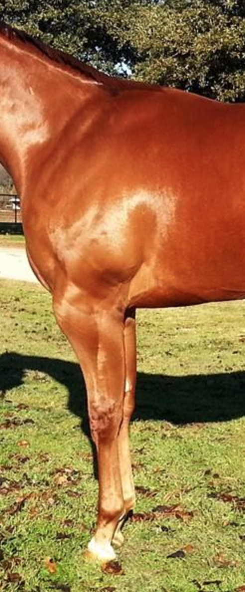 Horse shoulder conformation