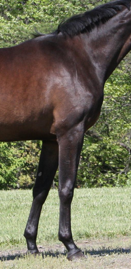 Horse shoulder conformation