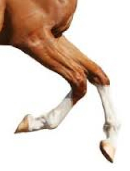 Horse soundness Horse soundness